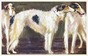 Images Dated 14th October 2020: Borzoi Dogs