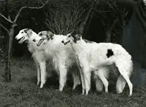 BORZOI / FORTROUGE / 1968