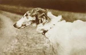 Images Dated 9th February 2012: BORZOI / HEAD / 1910