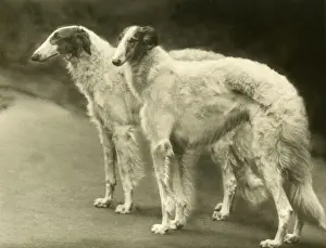 Champions Prints: BORZOI / MYTHE CHAMPIONS