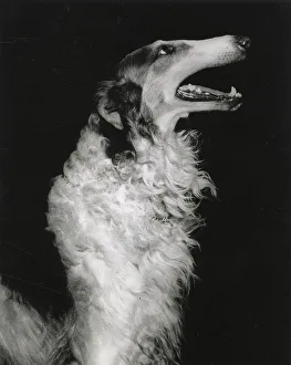 Sighthound Prints: Borzoi, Russian Hunting Sighthound, also known as Russian Wolfhound Date: 1950s