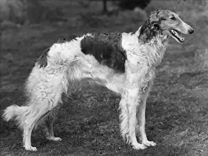 Chadwick Prints: BORZOI / WINJONESLEBEDISRA