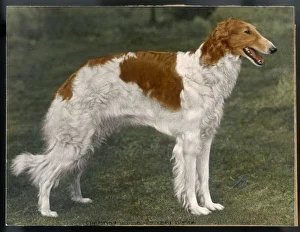 Breeds Collection: Borzoi / Winjoneslebedisra