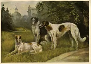 Borzois owned by the Kaiser