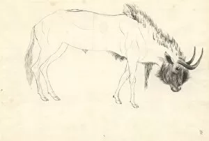 Alcelaphinae Gallery: Bos connochaetes, wildebeest