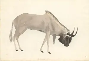 Bos connochaetes, wildebeest