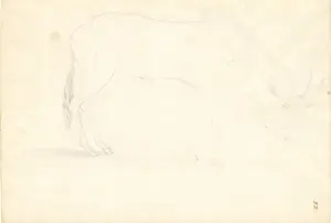 Bos connochaetes, wildebeest