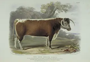 Bos taurus, cattle