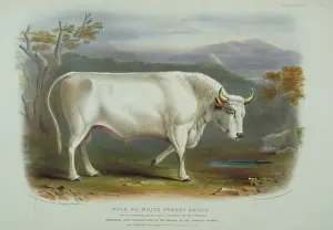 Bos taurus, cattle