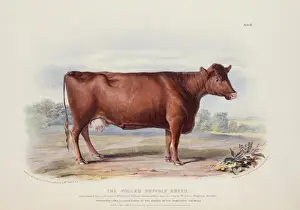 Bos taurus, cattle