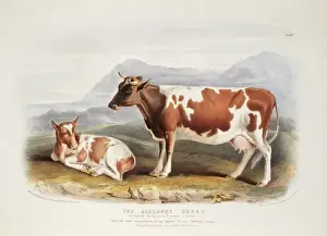 Bos taurus, cattle