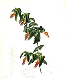 Bossiaea dentata