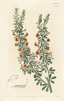 Miss Drake Prints: Bossiaea rufa