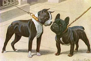 Images Dated 8th December 2011: Boston Terrier and French Bulldog