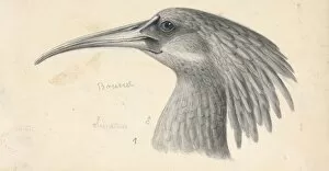 20th Century Gallery: Bostrychia olivacea, Olive Ibis