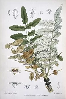 Sapindales Collection: Boswellia carterii, frankincense