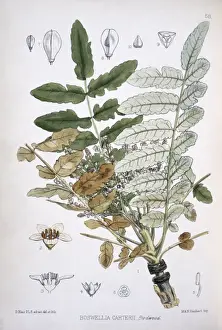 Malvidae Prints: Boswellia carterii, frankincense