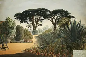 Botanic Garden, Chelsea, London