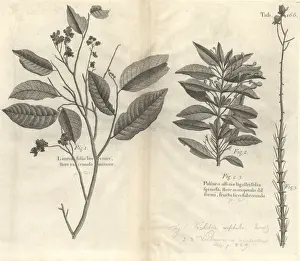 Sloane Prints: Botanical engravings
