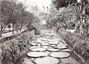 Botanical Gardens, Bogor, Buitenzorg, Java, Indonesia