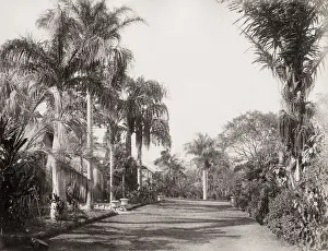 Botanical Gardens, Brisbane, Queensland, Australia