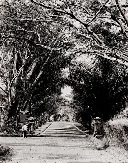Botanical Gardens, Singapore