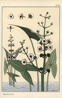 Grasset Prints: Botanical illustration of the arrowhead, Sagittaria