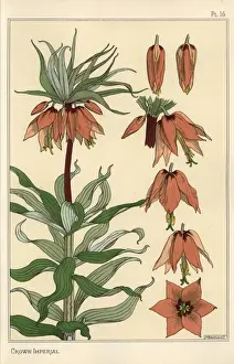 Stencil Prints: Botanical illustration of the crown imperial