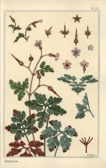 Petals Prints: Botanical illustration of a geranium flower, petals, leaves