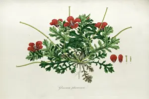 Identify Prints: Botanical illustration Glaucium phoenicum (Sibthorp)