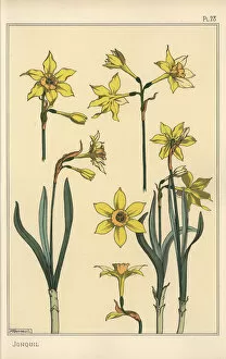 Pochoir Collection: Botanical illustration of the jonquil, Narcissus