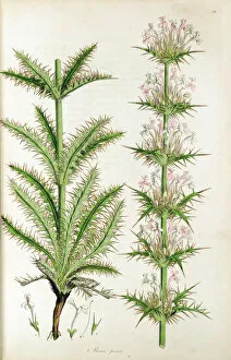Volumes Collection: Botanical illustration Morina persica from Sibthorp