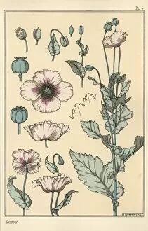 Parts Gallery: Botanical illustration of the poppy, with flower