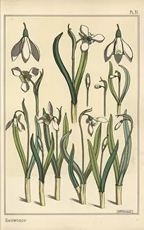 Eugene Gallery: Botanical illustration of a snowdrop, Galanthus nivalis