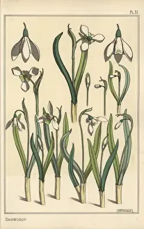 Stencil Prints: Botanical illustration of a snowdrop, Galanthus nivalis