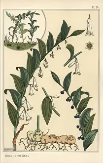 Stencil Prints: Botanical illustration of Solomons seal, Polygonatum