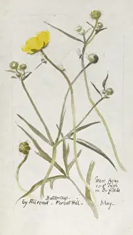 Botanical Sketchbook -- Buttercup