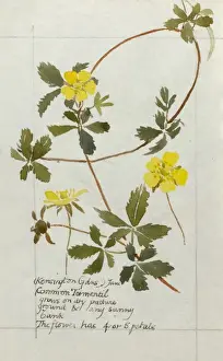 Sketchbook Prints: Botanical Sketchbook -- Common Tormentil