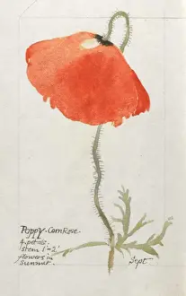 Sketchbook Prints: Botanical Sketchbook -- Corn Poppy