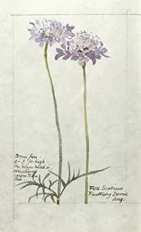 Mauve Gallery: Botanical Sketchbook -- Field Scabious