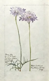 Farthing Prints: Botanical Sketchbook -- Field Scabious