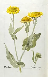 Keston Prints: Botanical Sketchbook -- Fleabane