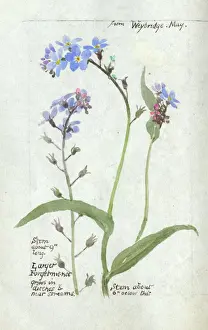 Wild Prints: Botanical Sketchbook -- Forget-Me-Not
