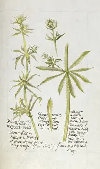 Botanical Sketchbook -- Goose Grass