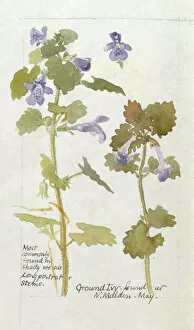 Mauve Gallery: Botanical Sketchbook -- Ground Ivy