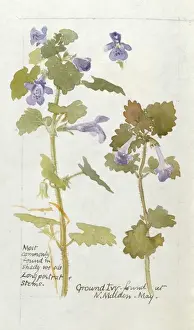 Botanical Sketchbook -- Ground Ivy