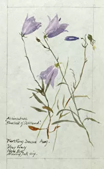 Mauve Collection: Botanical Sketchbook -- Harebell
