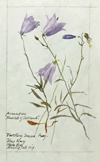 Farthing Prints: Botanical Sketchbook -- Harebell