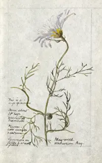 Sketchbook Prints: Botanical Sketchbook -- Mayweed