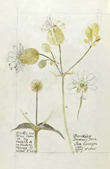 Downs Prints: Botanical Sketchbook -- Sea Campion